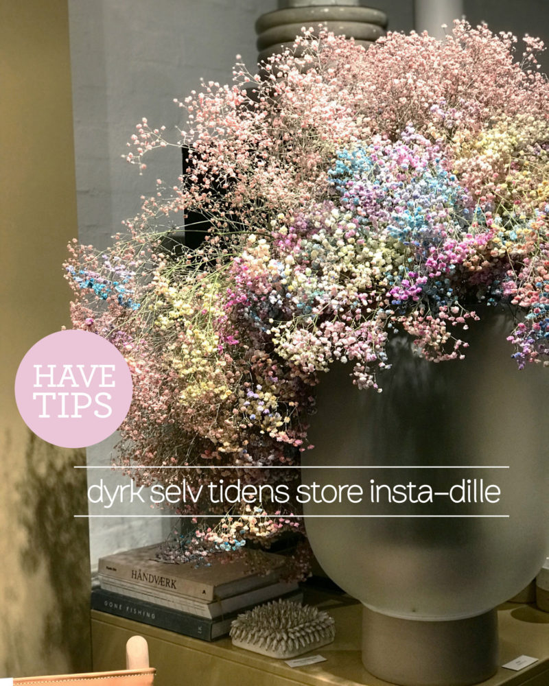 havetips, dyrk selv tidens store instadille