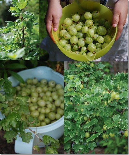 Stikkelsbær collage