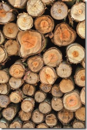 Logs from a tree on timber cutting.