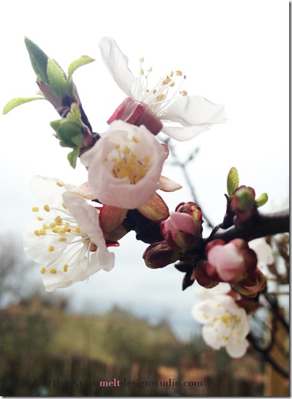 Abrikos i blomst Foto Dorthe Kvist Meltdesignstudio