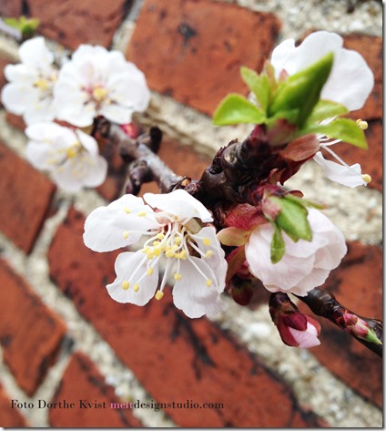 Abrikos i blomst Foto Dorthe b Kvist Meltdesignstudio