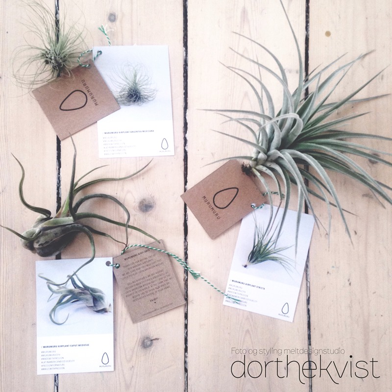 DIY flying airplants Foto og styling Dorthe Kvist Meltdesignstudio 2