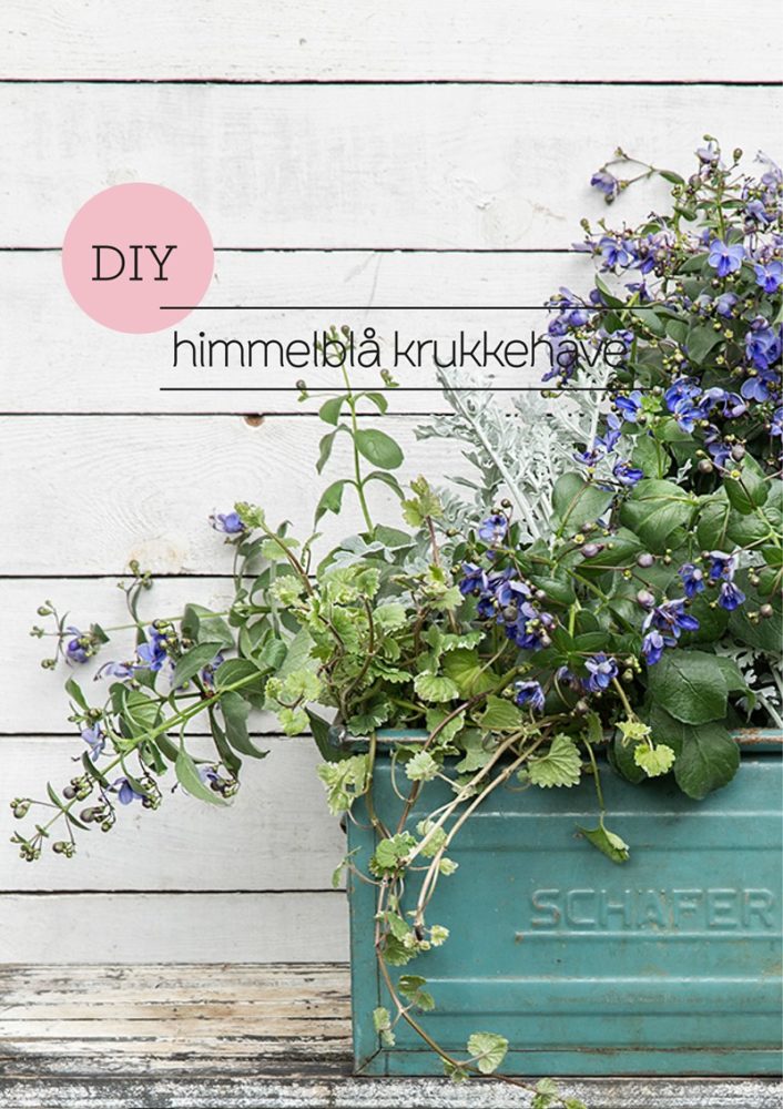 DIY himmelblå krukkehave Foto Pernille Kaalund Styling Dorthe Kvist Meltdesignstudio