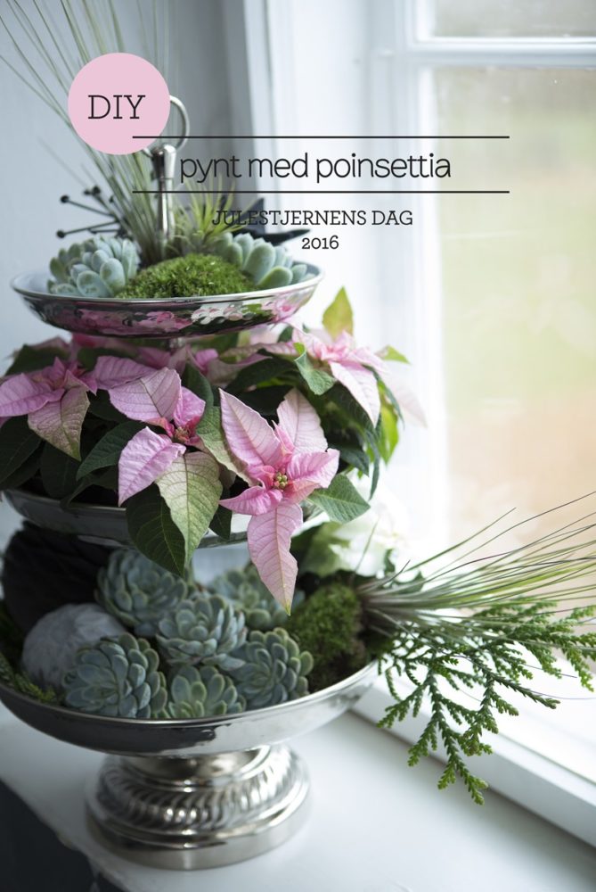 Poinsettia dag 2016 Eckmann event Floradania stars for europe Dorthe Kvist Meltdesignstudio a
