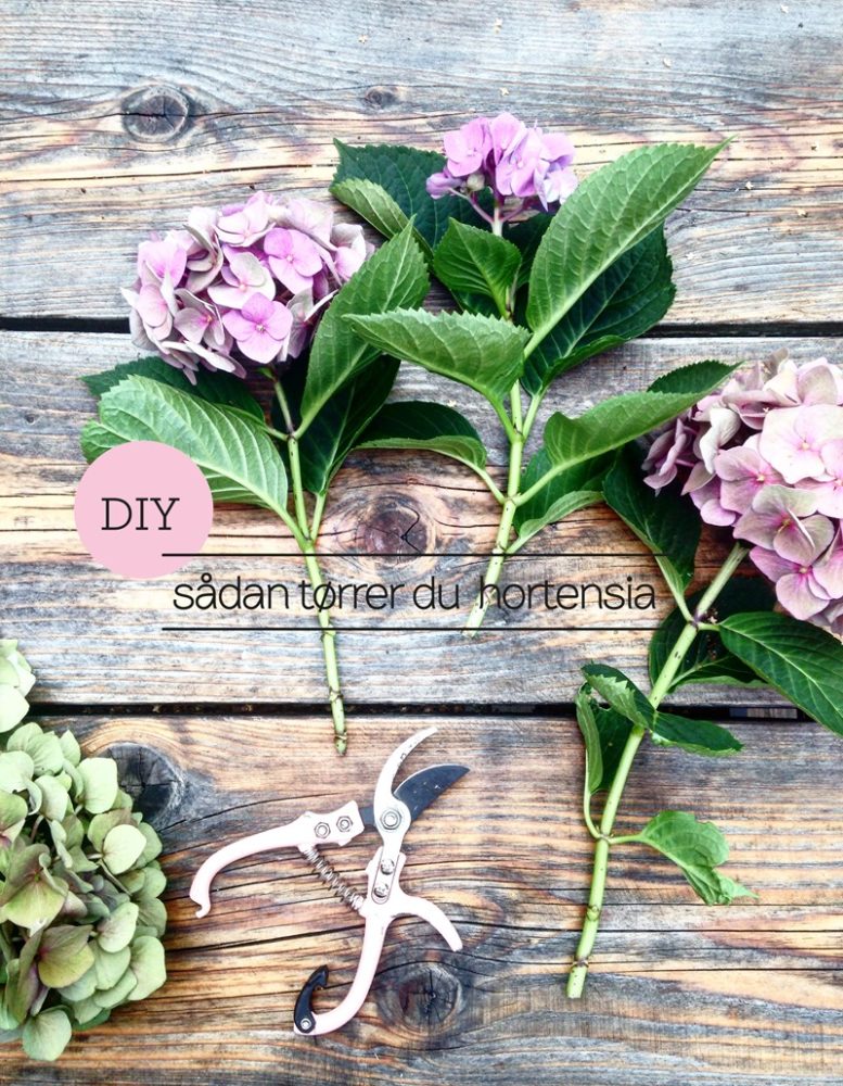 DIY sådan tørrer du dine Hortensia Foto og styling Dorthe Kvist Meltdesignstudio (1)