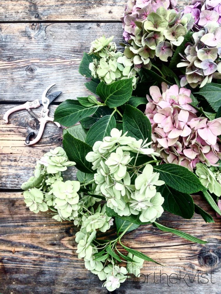 DIY sådan tørrer du dine Hortensia Foto og styling Dorthe Kvist Meltdesignstudio (2)