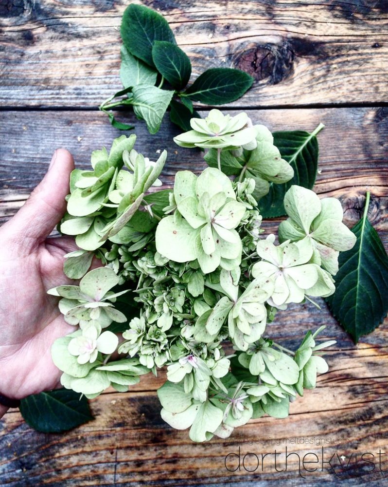 DIY sådan tørrer du dine Hortensia Foto og styling Dorthe Kvist Meltdesignstudio (3)