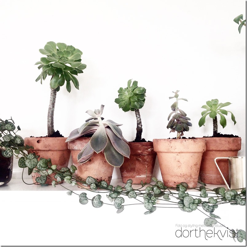 Formér dine potteplanter DIY Botanik Dorthe Kvist Meltdesignstudio d