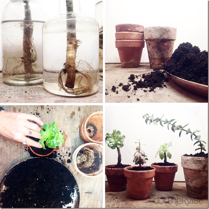 Formér dine potteplanter DIY Botanik Dorthe Kvist Meltdesignstudio a