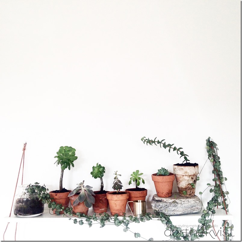 Formér dine potteplanter DIY Botanik Dorthe Kvist Meltdesignstudio e