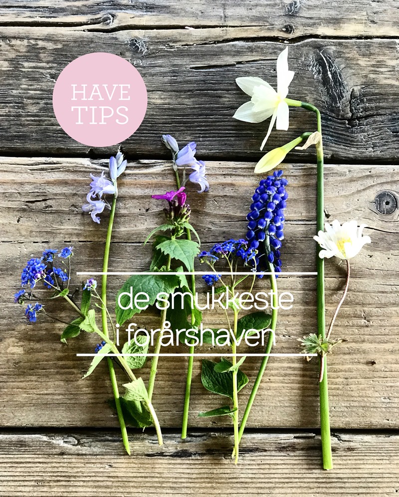 Havetips De smukkeste i forårshaven Foto og styling Dorthe Kvist Meltdesignstudio