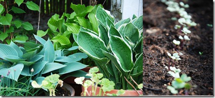 hosta og spirer