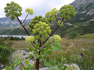 Fjeld-Kvan (Angelica archangelica ssp. archangelica)