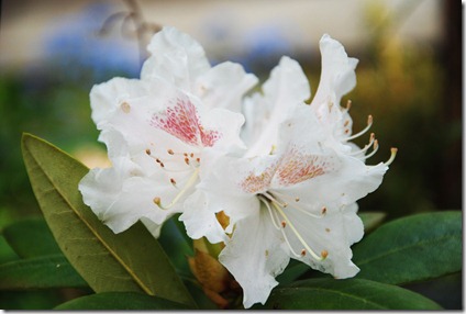 7 Hvid rhododendron