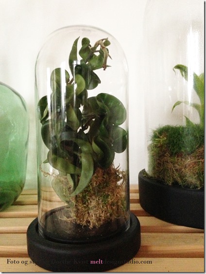 Terrariehaven foto og styling Dorthe Kvist Meltdesignstudio 5