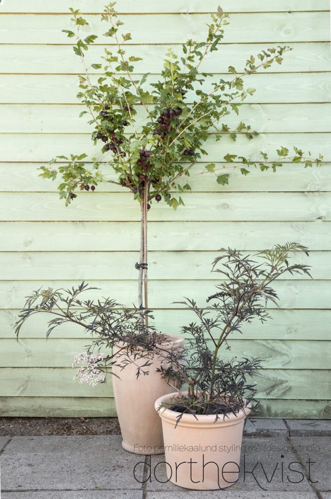 Planlæg næste års høst Stikkelsbær Foto Pernille Kaalund styling Dorthe Kvist Meltdesignstudio 1