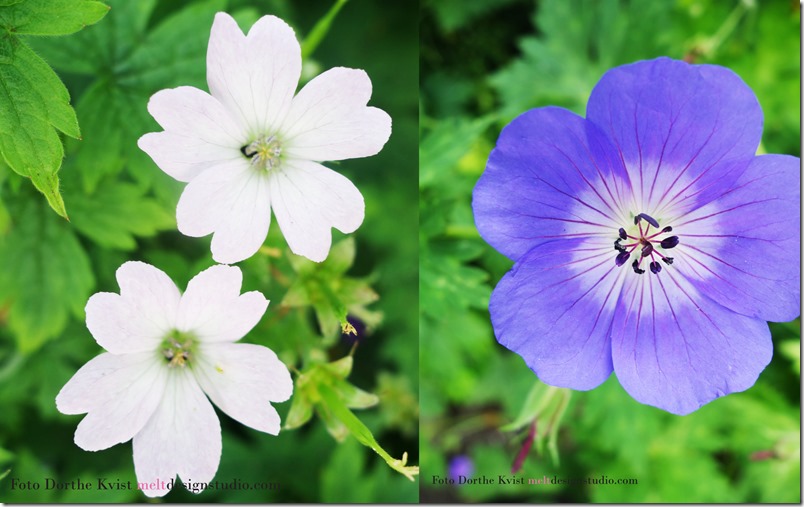 Geranium