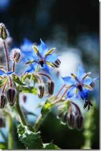 Blå hjulkrone