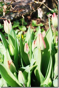 Pink tulipaner